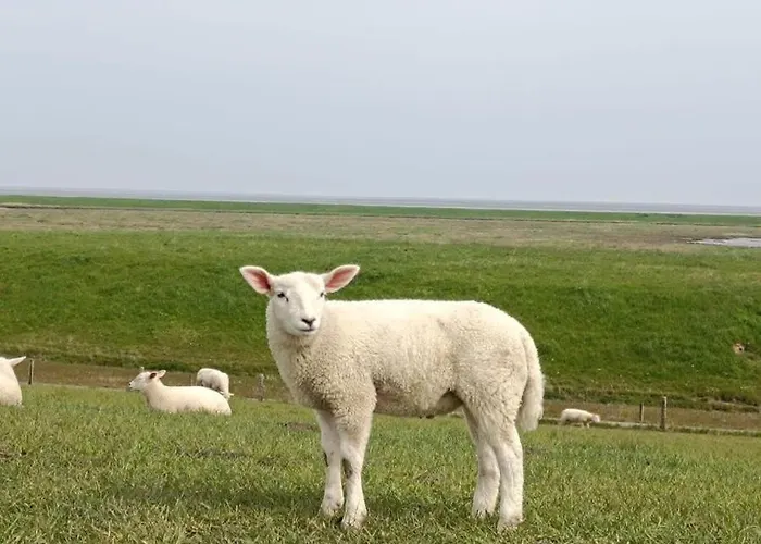 Exklusives Finja Mit Sauna, Garten & Offener Wohnkueche Burhave